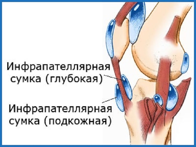 строение коленного сустава