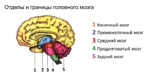 Как Выглядит Мозг Фото