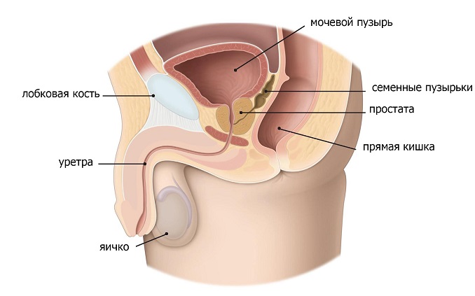 расположение простаты